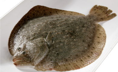 興城市曹莊鎮(zhèn) 多寶魚養(yǎng)殖的綠色振興之道