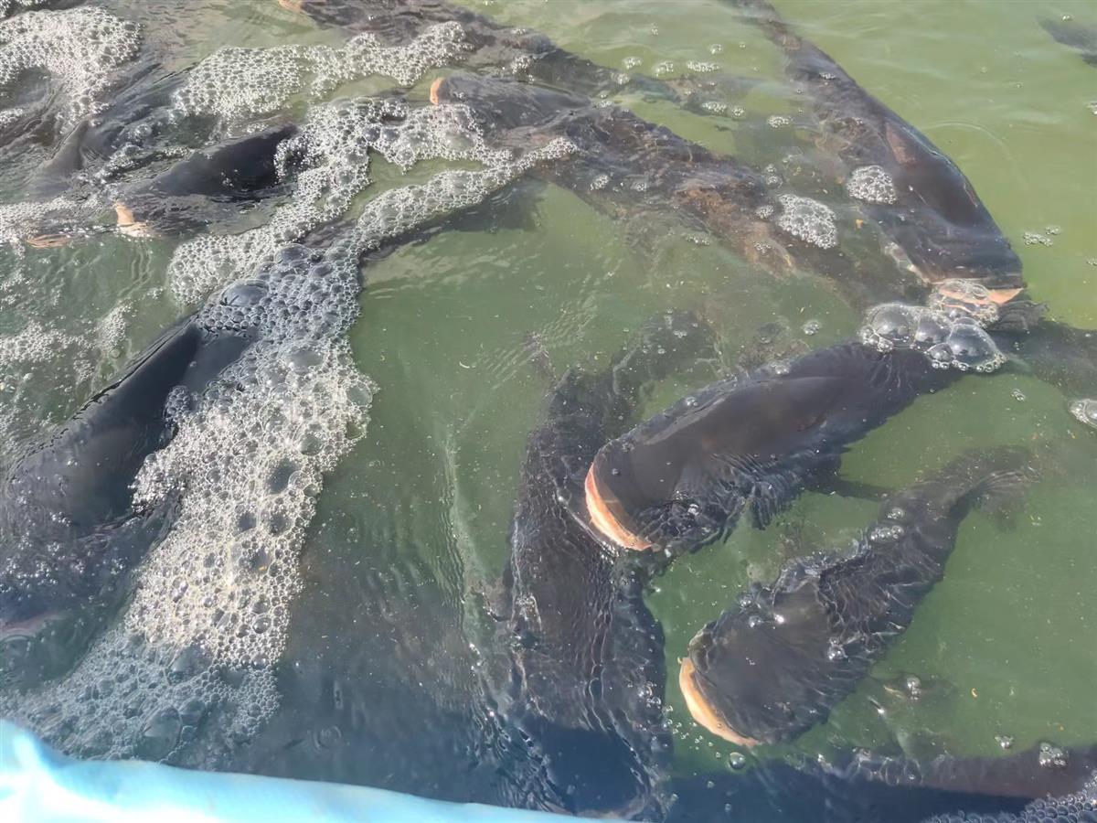丹江口市石鼓鎮(zhèn)養(yǎng)魚真稀奇 盼著魚兒“瘦身”好銷售 漁業(yè)轉(zhuǎn)型升級煥新生