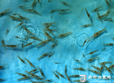 大山深處養(yǎng)魚蝦，工廠化循環(huán)水養(yǎng)殖開啟生態(tài)漁業(yè)綠色新路