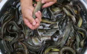 聚農(nóng)10號泥鰍養(yǎng)殖 型號齊全 共創(chuàng)雙贏加盟合作新機(jī)遇
